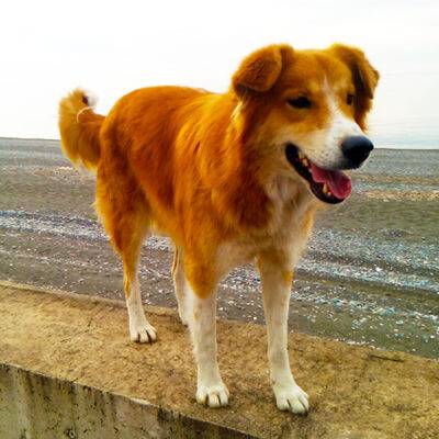 ALL PHOTOS OF THE GINGER