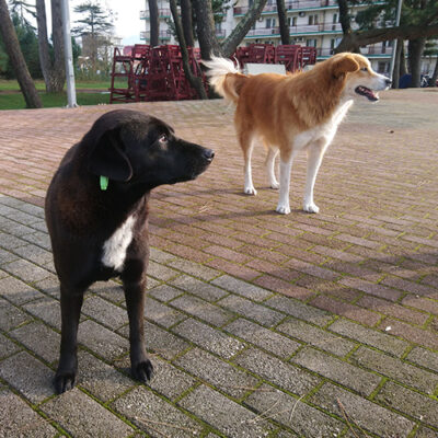 WE ARE GOING FOR A WALK (video)