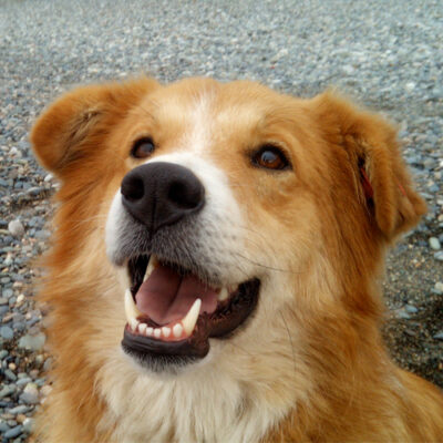 GINGER LOVES DOG FOOD (VIDEO)