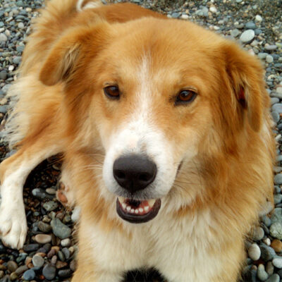 MEETING FRIENDS (VIDEO)