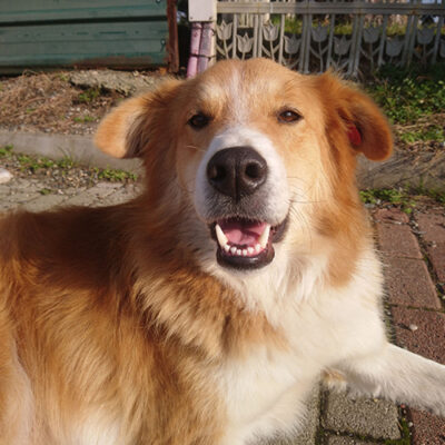 GINGER LOVES SAUSAGE (VIDEO)