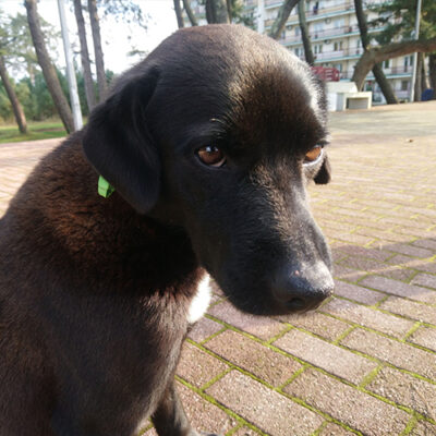 Sausage love sausage (video)