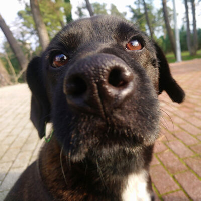 ALL PHOTOS OF THE SAUSAGE