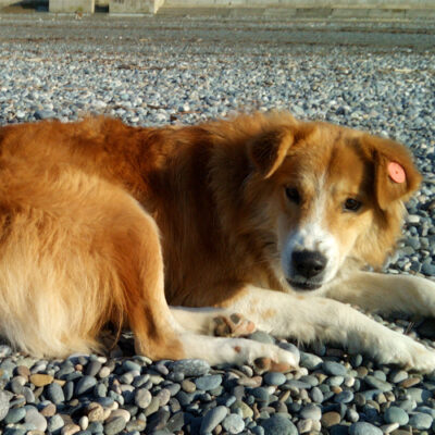 MASSAGE FOR GINGER (VIDEO)